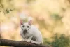 Photo №2 to announcement № 20685 for the sale of devon rex - buy in Russian Federation private announcement, from nursery, breeder