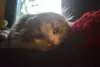 Additional photos: Scottish Fold/Highland Fold kitten WCF