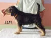 Photo №2 to announcement № 11588 for the sale of airedale terrier - buy in Poland breeder