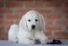 Additional photos: golden retriever puppies