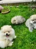 Photo №2 to announcement № 126560 for the sale of pomeranian - buy in Germany private announcement