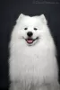 Photo №4. I will sell samoyed dog in the city of Kiev. from nursery - price - 733$