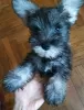 Photo №2 to announcement № 112292 for the sale of schnauzer - buy in Belarus from nursery