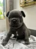 Photo №1. french bulldog - for sale in the city of Seven Springs | 300$ | Announcement № 115039