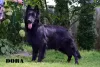 Additional photos: Black German Shepherd