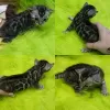 Photo №2 to announcement № 36940 for the sale of bengal cat - buy in Belarus from nursery