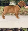 Photo №1. dogue de bordeaux - for sale in the city of Kecskemét | 1630$ | Announcement № 8072