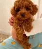 Additional photos: Toy Poodle kids