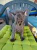 Photo №3. Adorable male french bulldog puppies for sale. Hungary