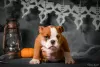 Photo №1. english bulldog - for sale in the city of Odessa | 600$ | Announcement № 124929