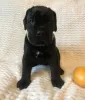 Photo №2 to announcement № 8933 for the sale of cane corso - buy in Russian Federation breeder