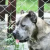 Additional photos: Cane Corso puppies