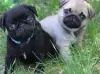 Photo №1. pug - for sale in the city of Амстердам | negotiated | Announcement № 108244