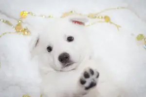 Additional photos: White Swiss Shepherd