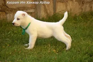 Photo №2 to announcement № 3613 for the sale of central asian shepherd dog - buy in Russian Federation from nursery, breeder