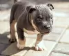 Photo №4. I will sell american bully in the city of Voronezh. breeder - price - 1380$