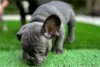 Photo №1. french bulldog - for sale in the city of Flagstaff | 500$ | Announcement № 128200