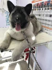 Additional photos: American Akita puppies, 2 boys and 1 girl