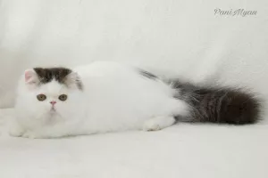 Photo №4. I will sell persian cat in the city of Zaporizhia. breeder - price - 1102$