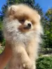 Additional photos: pomeranian