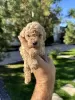 Additional photos: Miniature Poodle and Toy Poodle