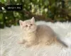 Additional photos: Golden British Shorthair Longhair Girls Boys