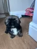 Photo №4. I will sell shih tzu in the city of West Bromwich. private announcement - price - 900$