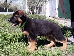 Additional photos: Long haired german shepherd