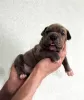 Photo №2 to announcement № 52252 for the sale of american bully - buy in Russian Federation from nursery, breeder