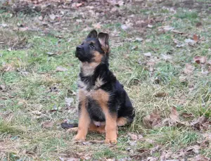 Photo №3. High Breed German Shepherd Puppies. Russian Federation