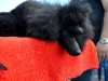 Photo №4. Mating poodle (toy) in Belarus. Announcement № 7903