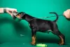 Photo №4. I will sell dobermann in the city of Ниш. breeder - price - Is free