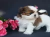 Photo №1. shih tzu - for sale in the city of London | 423$ | Announcement № 56567