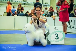 Photo №3. Girls Bichon Frize will delight you with its charm and manners. Children from. Belarus