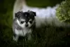 Photo №2 to announcement № 117007 for the sale of chihuahua - buy in Poland private announcement, breeder