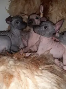 Additional photos: American hairless terrier