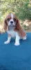 Photo №1. cavalier king charles spaniel - for sale in the city of Kiev | 800$ | Announcement № 114056