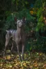 Additional photos: XOLOITZCUINTLE STANDARD puppies