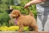 Photo №4. I will sell poodle (toy) in the city of Voronezh. from nursery, breeder - price - negotiated