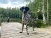 Photo №1. german wirehaired pointer - for sale in the city of Москва | Is free | Announcement № 64198