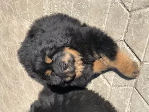 Photo №1. tibetan mastiff - for sale in the city of Mound | negotiated | Announcement № 6192