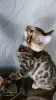 Photo №1. bengal cat - for sale in the city of Смолевичи | 340$ | Announcement № 102778