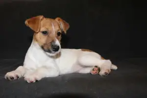 Photo №1. jack russell terrier - for sale in the city of Balakovo | 312$ | Announcement № 1635