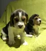 Photo №1. beagle - for sale in the city of Гамбург | Is free | Announcement № 95908