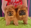 Photo №1. non-pedigree dogs - for sale in the city of Prusy | 1902$ | Announcement № 40293