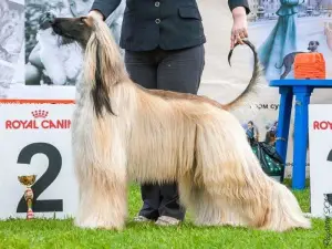 Photo №4. I will sell afghan hound in the city of Lugansk. from nursery - price - 1108$