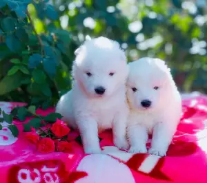 Photo №3. Puppy Samoyed FCI. Ukraine