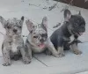 Additional photos: French bulldogs in exotic