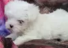 Photo №3. House Broken Teacup Maltese Puppies Lookin for a New Loving Home. Germany