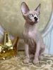 Photo №2 to announcement № 10749 for the sale of sphynx-katze - buy in United States from nursery